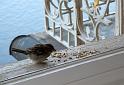 2011-05-25, Spatz (2)